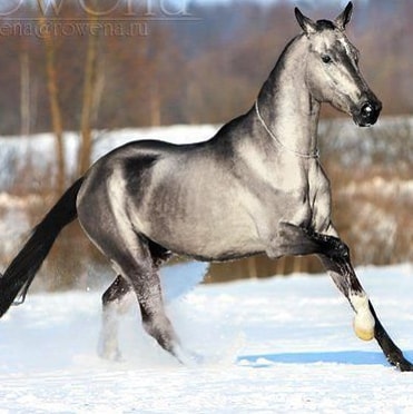 Akhal-Teke Horses